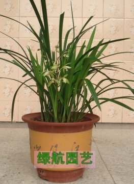 杭州花卉出租公司