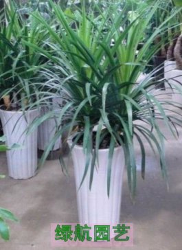 商务楼植物摆放