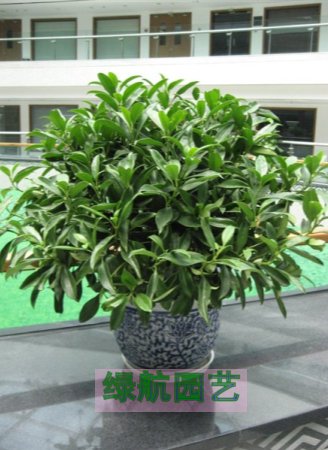 写字楼植物花卉养护公司