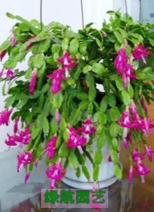 植物出租