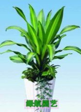 花卉植物出租公司