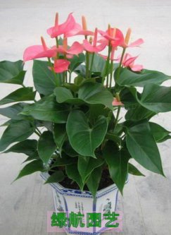 租赁花卉公司