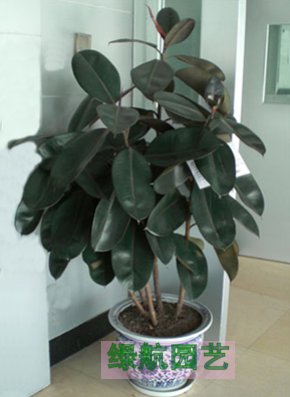 室内绿植护理