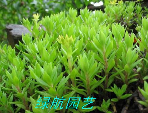 绿化出租公司