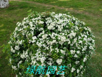 绿化出租公司